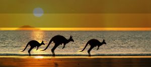 Kangaroo là biểu tượng của nước Úc
